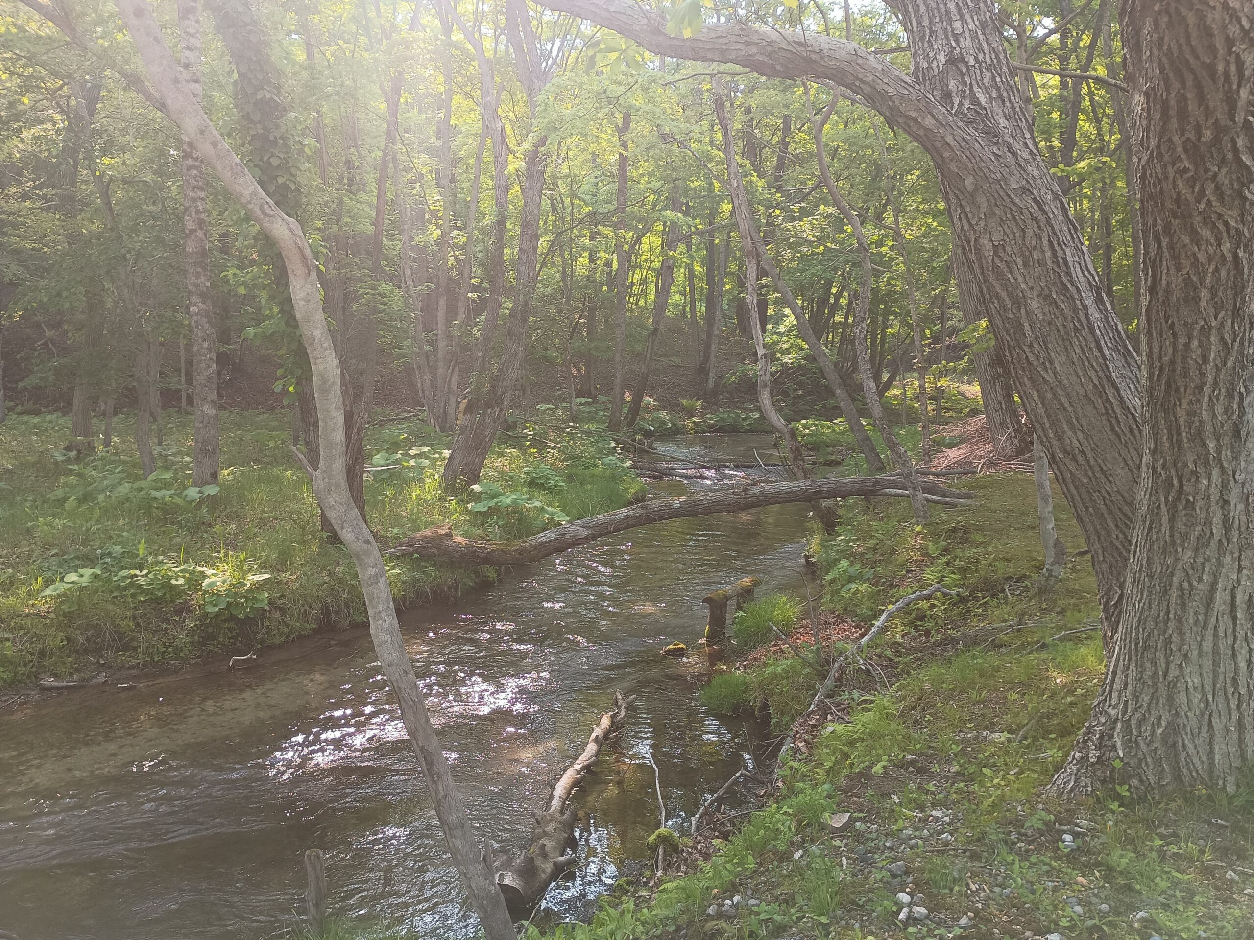 北海道・苫小牧の錦岡エリアに広がる原生林。手前を流れる浅い小川（伏流水）と、奥へと続く似たような樹木が繰り返される風景。地磁気異常と火山性堆積物により、方向感覚や聴覚が遮断されやすい環境であることを示している。