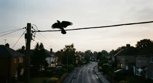 朝の住宅街の電線に止まり激しく鳴くカラスの後ろ姿